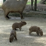 capybara0116.jpg