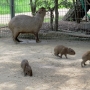 capybara0117.jpg