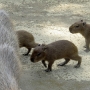 capybara0118.jpg