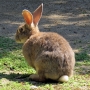 house_rabbit0201.jpg