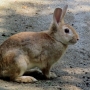 house_rabbit0202.jpg