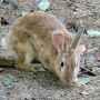 house_rabbit0203.jpg