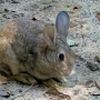 house_rabbit0204.jpg