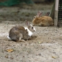 house_rabbit0206.jpg