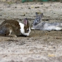 house_rabbit0207.jpg