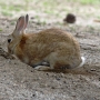 house_rabbit0208.jpg