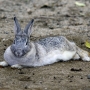 house_rabbit0210.jpg