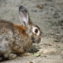 house_rabbit0216.jpg