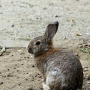 house_rabbit0211.jpg