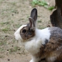 house_rabbit0212.jpg