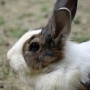 house_rabbit0213.jpg