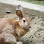 house_rabbit0214.jpg