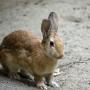 house_rabbit0215.jpg