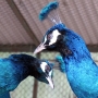 peafowl011.jpg