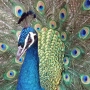 peafowl015.jpg