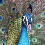 peafowl016.jpg