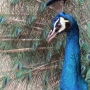 peafowl017.jpg