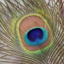 peafowl018.jpg