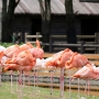flamingo0201.jpg