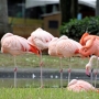 flamingo0203.jpg