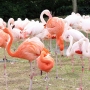flamingo0204.jpg