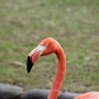 flamingo0205.jpg