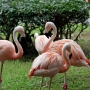 flamingo0206.jpg