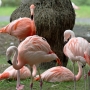 flamingo0207.jpg