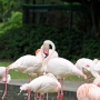 flamingo0208.jpg