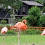 flamingo0209.jpg