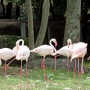 flamingo0210.jpg