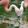 flamingo0211.jpg