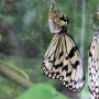 Tree_nymph_butterfly011.jpg