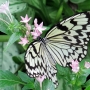 Tree_nymph_butterfly012.jpg