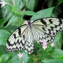 Tree_nymph_butterfly013.jpg