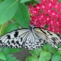 Tree_nymph_butterfly014.jpg