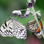 Tree_nymph_butterfly015.jpg