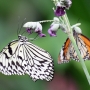 Tree_nymph_butterfly016.jpg