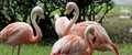 52_flamingo0206.jpg
