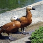 Ruddy_shelduckアカツクシガモ015.jpg