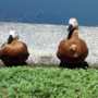 Ruddy_shelduckアカツクシガモ016.jpg