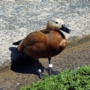 Ruddy_shelduckアカツクシガモ017.jpg