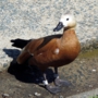 Ruddy_shelduckアカツクシガモ018.jpg