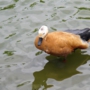 Ruddy_shelduckアカツクシガモ020.jpg