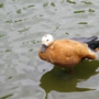 Ruddy_shelduckアカツクシガモ021.jpg