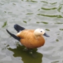 Ruddy_shelduckアカツクシガモ022.jpg