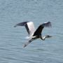 greyheron0002.jpg