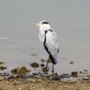 greyheron0003.jpg