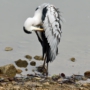 greyheron0004.jpg