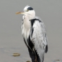 greyheron0006.jpg